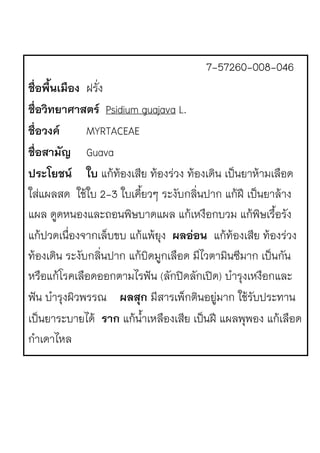 7-57260-008-046
ชื่อพื้นเมือง ฝรั่ง
ชื่อวิทยาศาสตร Psidium guajava L.
ชื่อวงค MYRTACEAE
ชื่อสามัญ Guava
ประโยชน ใบ แก1ท1องเสีย ท1องรJวง ท1องเดิน เป.นยาห1ามเลือด
ใสJแผลสด ใช1ใบ 2-3 ใบเคี้ยวๆ ระงับกลิ่นปาก แก1ฝP เป.นยาล1าง
แผล ดูดหนองและถอนพิษบาดแผล แก1เหงือกบวม แก1พิษเรื้อรัง
แก1ปวดเนื่องจากเล็บขบ แก1แพ1ยุง ผลออน แก1ท1องเสีย ท1องรJวง
ท1องเดิน ระงับกลิ่นปาก แก1บิดมูกเลือด มีไวตามินซีมาก เป.นกัน
หรือแก1โรคเลือดออกตามไรฟQน (ลักปŽดลักเปŽด) บํารุงเหงือกและ
ฟQน บํารุงผิวพรรณ ผลสุก มีสารเพ็กตินอยูJมาก ใช1รับประทาน
เป.นยาระบายได1 ราก แก1น้ําเหลืองเสีย เป.นฝP แผลพุพอง แก1เลือด
กําเดาไหล
 