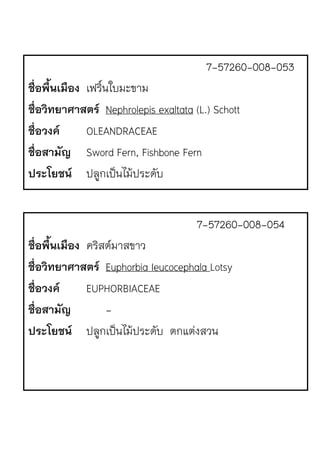 7-57260-008-053
ชื่อพื้นเมือง เฟริ์นใบมะขาม
ชื่อวิทยาศาสตร Nephrolepis exaltata (L.) Schott
ชื่อวงค OLEANDRACEAE
ชื่อสามัญ Sword Fern, Fishbone Fern
ประโยชน ปลูกเป.นไม1ประดับ
7-57260-008-054
ชื่อพื้นเมือง คริสตrมาสขาว
ชื่อวิทยาศาสตร Euphorbia Ieucocephala Lotsy
ชื่อวงค EUPHORBIACEAE
ชื่อสามัญ -
ประโยชน ปลูกเป.นไม1ประดับ ตกแตJงสวน
 