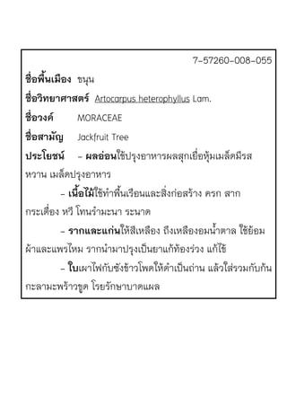 7-57260-008-055
ชื่อพื้นเมือง ขนุน
ชื่อวิทยาศาสตร Artocarpus heterophyllus Lam.
ชื่อวงค MORACEAE
ชื่อสามัญ Jackfruit Tree
ประโยชน - ผลออนใช1ปรุงอาหารผลสุกเยื่อหุ1มเมล็ดมีรส
หวาน เมล็ดปรุงอาหาร
- เนื้อไม!ใช1ทําพื้นเรือนและสิ่งกJอสร1าง ครก สาก
กระเดื่อง หวี โทนรํามะนา ระนาด
- รากและแกนให1สีเหลือง ถึงเหลืองอมน้ําตาล ใช1ย1อม
ผ1าและแพรไหม รากนํามาปรุงเป.นยาแก1ท1องรJวง แก1ไข1
- ใบเผาไฟกับซังข1าวโพดให1ดําเป.นถJาน แล1วใสJรวมกับก1น
กะลามะพร1าวขูด โรยรักษาบาดแผล
 