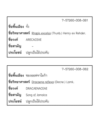 7-57260-008-061
ชื่อพื้นเมือง จั๋ง
ชื่อวิทยาศาสตร Rhapis excelsa (Thunb.) Henry ex Rehder.
ชื่อวงค ARECACEAE
ชื่อสามัญ -
ประโยชน ปลูกเป.นไม1ประดับ
7-57260-008-062
ชื่อพื้นเมือง ซองออฟจาไมก1า
ชื่อวิทยาศาสตร Dracaena reflexa (Decne.) Lamk.
ชื่อวงค DRACAENACEAE
ชื่อสามัญ Song of Jamaica
ประโยชน ปลูกเป.นไม1ประดับ
 