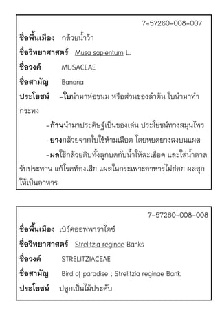 7-57260-008-007
ชื่อพื้นเมือง กล1วยน้ําว1า
ชื่อวิทยาศาสตร Musa sapientum L.
ชื่อวงค MUSACEAE
ชื่อสามัญ Banana
ประโยชน -ใบนํามาหJอขนม หรือสJวนของลําต1น ใบนํามาทํา
กระทง
-ก!านนํามาประดิษฐrเป.นของเลJน ประโยชนrทางสมุนไพร
-ยางกล1วยจากใบใช1ห1ามเลือด โดยหยดยางลงบนแผล
-ผลใช1กล1วยดิบทั้งลูกบดกับน้ําให1ละเอียด และใสJน้ําตาล
รับประทาน แก1โรคท1องเสีย แผลในกระเพาะอาหารไมJยJอย ผลสุก
ให1เป.นอาหาร
7-57260-008-008
ชื่อพื้นเมือง เบิรrดออฟพาราไดซr
ชื่อวิทยาศาสตร Strelitzia reginae Banks
ชื่อวงค STRELITZIACEAE
ชื่อสามัญ Bird of paradise ; Strelitzia reginae Bank
ประโยชน ปลูกเป.นไม1ประดับ
 
