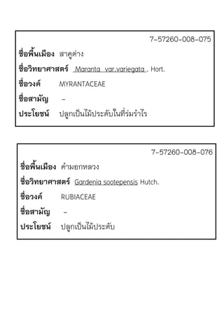 7-57260-008-075
ชื่อพื้นเมือง สาคูดJาง
ชื่อวิทยาศาสตร Maranta var.variegata . Hort.
ชื่อวงค MYRANTACEAE
ชื่อสามัญ -
ประโยชน ปลูกเป.นไม1ประดับในที่รJมรําไร
7-57260-008-076
ชื่อพื้นเมือง คํามอกหลวง
ชื่อวิทยาศาสตร Gardenia sootepensis Hutch.
ชื่อวงค RUBIACEAE
ชื่อสามัญ -
ประโยชน ปลูกเป.นไม1ประดับ
 