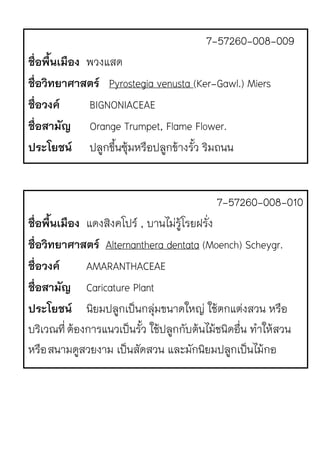 7-57260-008-009
ชื่อพื้นเมือง พวงแสด
ชื่อวิทยาศาสตร Pyrostegia venusta (Ker-Gawl.) Miers
ชื่อวงค BIGNONIACEAE
ชื่อสามัญ Orange Trumpet, Flame Flower.
ประโยชน ปลูกขึ้นซุ1มหรือปลูกข1างรั้ว ริมถนน
7-57260-008-010
ชื่อพื้นเมือง แดงสิงคโปรr , บานไมJรู1โรยฝรั่ง
ชื่อวิทยาศาสตร Alternanthera dentata (Moench) Scheygr.
ชื่อวงค AMARANTHACEAE
ชื่อสามัญ Caricature Plant
ประโยชน นิยมปลูกเป.นกลุJมขนาดใหญJ ใช1ตกแตJงสวน หรือ
บริเวณที่ต1องการแนวเป.นรั้ว ใช1ปลูกกับต1นไม1ชนิดอื่น ทําให1สวน
หรือสนามดูสวยงาม เป.นสัดสวน และมักนิยมปลูกเป.นไม1กอ
 
