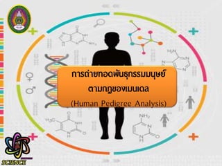 การถ่ายทอดพันธุกรรมมนุษย์
ตามกฎของเมนเดล
(Human Pedigree Analysis)
 
