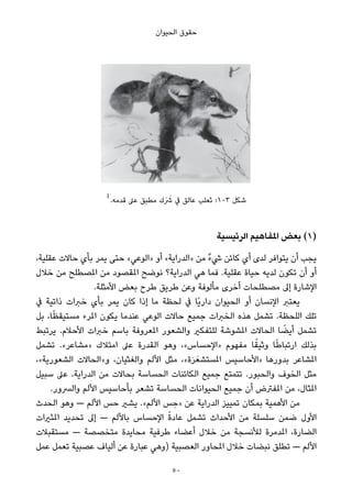 ‫اﻟﺤﻴﻮان‬ ‫ﺣﻘﻮق‬
1
.‫ﻗﺪﻣﻪ‬ ‫ﻋﲆ‬ ‫ﻣﻄﺒﻖ‬ ‫َك‬ َ‫ﴍ‬ ‫ﰲ‬ ‫ﻋﺎﻟﻖ‬ ‫ﺛﻌﻠﺐ‬ :1-3 ‫ﺷﻜﻞ‬
‫اﻟﺮﺋﻴﺴﻴﺔ‬ ‫املﻔﺎﻫﻴﻢ‬ ‫ﺑﻌﺾ‬ (1)
،‫ﻋﻘﻠﻴﺔ‬ ‫ﺣﺎﻻت‬ ‫ﺑﺄي‬ ‫ﻳﻤﺮ‬ ‫ﺣﺘﻰ‬ «‫»اﻟﻮﻋﻲ‬ ‫أو‬ «‫»اﻟﺪراﻳﺔ‬ ‫ﻣﻦ‬ ٌ‫ء‬‫ﳾ‬ ‫ﻛﺎﺋﻦ‬ ‫أي‬ ‫ﻟﺪى‬ ‫ﻳﺘﻮاﻓﺮ‬ ‫أن‬ ‫ﻳﺠﺐ‬
‫ﺧﻼل‬ ‫ﻣﻦ‬ ‫املﺼﻄﻠﺢ‬ ‫ﻣﻦ‬ ‫املﻘﺼﻮد‬ ‫ﻧﻮﺿﺢ‬ ‫اﻟﺪراﻳﺔ؟‬ ‫ﻫﻲ‬ ‫ﻓﻤﺎ‬ .‫ﻋﻘﻠﻴﺔ‬ ‫ﺣﻴﺎة‬ ‫ﻟﺪﻳﻪ‬ ‫ﺗﻜﻮن‬ ‫أن‬ ‫أو‬
.‫اﻷﻣﺜﻠﺔ‬ ‫ﺑﻌﺾ‬ ‫ﻃﺮح‬ ‫ﻃﺮﻳﻖ‬ ‫وﻋﻦ‬ ‫ﻣﺄﻟﻮﻓﺔ‬ ‫أﺧﺮى‬ ‫ﻣﺼﻄﻠﺤﺎت‬ ‫إﱃ‬ ‫اﻹﺷﺎرة‬
‫ﰲ‬ ‫ذاﺗﻴﺔ‬ ‫ﺧﱪات‬ ‫ﺑﺄي‬ ‫ﻳﻤﺮ‬ ‫ﻛﺎن‬ ‫إذا‬ ‫ﻣﺎ‬ ‫ﻟﺤﻈﺔ‬ ‫ﰲ‬ ‫ًﺎ‬‫ﻳ‬‫دار‬ ‫اﻟﺤﻴﻮان‬ ‫أو‬ ‫اﻹﻧﺴﺎن‬ ‫ﻳﻌﺘﱪ‬
‫ﺑﻞ‬ ،‫ﺎ‬ً‫ﻈ‬‫ﻣﺴﺘﻴﻘ‬ ‫املﺮء‬ ‫ﻳﻜﻮن‬ ‫ﻋﻨﺪﻣﺎ‬ ‫اﻟﻮﻋﻲ‬ ‫ﺣﺎﻻت‬ ‫ﺟﻤﻴﻊ‬ ‫اﻟﺨﱪات‬ ‫ﻫﺬه‬ ‫ﺗﺸﻤﻞ‬ .‫اﻟﻠﺤﻈﺔ‬ ‫ﺗﻠﻚ‬
‫ﻳﺮﺗﺒﻂ‬ .‫اﻷﺣﻼم‬ ‫ﺧﱪات‬ ‫ﺑﺎﺳﻢ‬ ‫املﻌﺮوﻓﺔ‬ ‫واﻟﺸﻌﻮر‬ ‫ﻟﻠﺘﻔﻜري‬ ‫املﺸﻮﺷﺔ‬ ‫اﻟﺤﺎﻻت‬ ‫ﺎ‬ ً‫أﻳﻀ‬ ‫ﺗﺸﻤﻞ‬
‫ﺗﺸﻤﻞ‬ .«‫»ﻣﺸﺎﻋﺮ‬ ‫اﻣﺘﻼك‬ ‫ﻋﲆ‬ ‫اﻟﻘﺪرة‬ ‫وﻫﻮ‬ ،«‫»اﻹﺣﺴﺎس‬ ‫ﻣﻔﻬﻮم‬ ‫ﺎ‬ً‫وﺛﻴﻘ‬ ‫ﺎ‬ً‫ﻃ‬‫ارﺗﺒﺎ‬ ‫ﺑﺬﻟﻚ‬
،«‫اﻟﺸﻌﻮرﻳﺔ‬ ‫و»اﻟﺤﺎﻻت‬ ،‫واﻟﻐﺜﻴﺎن‬ ‫اﻷﻟﻢ‬ ‫ﻣﺜﻞ‬ ،«‫ة‬َ‫ﺮ‬َ‫املﺴﺘﺸﻌ‬ ‫»اﻷﺣﺎﺳﻴﺲ‬ ‫ﺑﺪورﻫﺎ‬ ‫املﺸﺎﻋﺮ‬
‫ﺳﺒﻴﻞ‬ ‫ﻋﲆ‬ .‫اﻟﺪراﻳﺔ‬ ‫ﻣﻦ‬ ‫ﺑﺤﺎﻻت‬ ‫اﻟﺤﺴﺎﺳﺔ‬ ‫اﻟﻜﺎﺋﻨﺎت‬ ‫ﺟﻤﻴﻊ‬ ‫ﺗﺘﻤﺘﻊ‬ .‫واﻟﺤﺒﻮر‬ ‫اﻟﺨﻮف‬ ‫ﻣﺜﻞ‬
.‫واﻟﴪور‬ ‫اﻷﻟﻢ‬ ‫ﺑﺄﺣﺎﺳﻴﺲ‬ ‫ﺗﺸﻌﺮ‬ ‫اﻟﺤﺴﺎﺳﺔ‬ ‫اﻟﺤﻴﻮاﻧﺎت‬ ‫ﺟﻤﻴﻊ‬ ‫أن‬ ‫املﻔﱰض‬ ‫ﻣﻦ‬ ،‫املﺜﺎل‬
‫اﻟﺤﺪث‬ ‫وﻫﻮ‬ — ‫اﻷﻟﻢ‬ ‫ﺣﺲ‬ ‫ﻳﺸري‬ .«‫اﻷﻟﻢ‬ ‫ﺲ‬ ِ‫»ﺣ‬ ‫ﻋﻦ‬ ‫اﻟﺪراﻳﺔ‬ ‫ﺗﻤﻴﻴﺰ‬ ‫ﺑﻤﻜﺎن‬ ‫اﻷﻫﻤﻴﺔ‬ ‫ﻣﻦ‬
‫املﺜريات‬ ‫ﺗﺤﺪﻳﺪ‬ ‫إﱃ‬ — ‫ﺑﺎﻷﻟﻢ‬ ‫اﻹﺣﺴﺎس‬ ً‫ة‬‫ﻋﺎد‬ ‫ﺗﺸﻤﻞ‬ ‫اﻷﺣﺪاث‬ ‫ﻣﻦ‬ ‫ﺳﻠﺴﻠﺔ‬ ‫ﺿﻤﻦ‬ ‫اﻷول‬
‫ﻣﺴﺘﻘﺒﻼت‬ — ‫ﻣﺘﺨﺼﺼﺔ‬ ‫ﻣﺤﺎﻳﺪة‬ ‫ﻃﺮﻓﻴﺔ‬ ‫أﻋﻀﺎء‬ ‫ﺧﻼل‬ ‫ﻣﻦ‬ ‫ﻟﻸﻧﺴﺠﺔ‬ ‫املﺪﻣﺮة‬ ،‫اﻟﻀﺎرة‬
‫ﻋﻤﻞ‬ ‫ﺗﻌﻤﻞ‬ ‫ﻋﺼﺒﻴﺔ‬ ‫أﻟﻴﺎف‬ ‫ﻋﻦ‬ ‫ﻋﺒﺎرة‬ ‫)وﻫﻲ‬ ‫اﻟﻌﺼﺒﻴﺔ‬ ‫املﺤﺎور‬ ‫ﺧﻼل‬ ‫ﻧﺒﻀﺎت‬ ‫ﺗﻄﻠﻖ‬ — ‫اﻷﻟﻢ‬
50
 