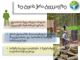 ხე-ტყის ჭრატყეკაფზე
ქვითრის მფლობელი მიდის
ტყეკაფში ნებისმიერ დროს;
ჭრის ქვითარში მითითებული ჯიშის,
მოცულობისა და ხარისხის (საშეშე,
სამასალე) ხეს;
საშეშე ხე-ტყე იკოტრება 1 მეტრამდე
სიგრძის ნაწილებად.
 