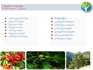 აღმოსავლეთის ნაძვი.
ელდარის ფიჭვი.
მეგრული არყი.
რადელის არყი.
იმერული მუხა.
ბიჭვინთის ფიჭვი.
კოწახური ქართული
შინდანწლა.
კოლხური თხილი.
ქართული თხილი.
ქართული ნუში.
დემეტრის ბერყანა.
სახოკიას ბერყანა.
ქართული თელა.
ენდემური სახეობები
(საქართველო, კავკასია)
 