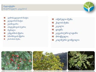 აღმოსავლეთის ნაძვი.
ელდარის ნაძვი.
უთხოვარი.
პასტუხოვის სურო.
რცხილა
უნგერნის შქერი.
სმირნოვის შქერი.
ჭოროხის მუხა.
იმერული მუხა.
ჭალის მუხა.
კაკალი.
დაფნა.
კავკასიური ლაფანი.
ბროწეული.
კოლხური ჯონჯოლი.
რელიქტები
(საქართველო, კავკასია)
 