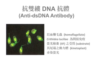 抗雙縷 DNA 抗體
(Anti-dsDNA Antibody)
以血鞭毛蟲 (hemoflagellate)
Crithidea luciliae 為間接免疫
螢光檢查 (IIF) 之受質 (substrate)
其尾端之動力體 (kinetoplast)
亦染螢光
 