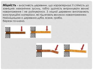 Міцність – властивість деревини, що характеризує її стійкість до
зовнішніх механічних зусиль, тобто здатність витримувати великі
навантаження і не руйнуватися. З міцної деревини виготовляють
конструкційні матеріали, які підлягають великим навантаженням
Найміцнішою є деревина дуба, ясеня, граба,
берези та клена.
 