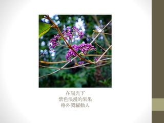 在陽光下
紫色浪漫的果果
格外閃耀動人
 