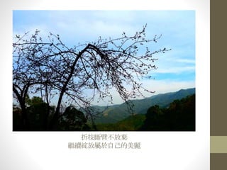 折枝斷臂不放棄
繼續綻放屬於自己的美麗
 