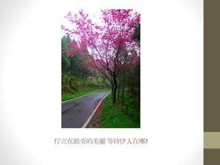 佇立在路旁的美麗 等待伊人在哪?
 