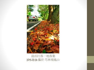 晨雨打落一地落葉
2015-02-24 攝於 芎林飛鳳山
 