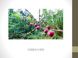 向著陽光 向著妳
 