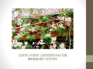 是誰無心的錯置 這錯竟錯的如此美麗
2015-02-23 攝於 南投埔里
 