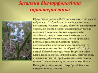 Загальна біоморфологічна
характеристика
Ефемероїдна рослина (6-20 см заввишки) з підземною
цибулиною. Стебло безлисте, циліндричне, голе,
квітконосне. Рослина має два, рідко три прикореневих
листки, що своїми піхвами обхоплюють стебло до
середини її довжини. Листки широколінійні,
жолобчасті, звужені до основи і закінчуються
ковпачкоподібною верхівкою. Квітка правильна,
роздільнопелюсткова. Оцвітина проста,
віночкоподібна, складається з шести простертих
блакитних пелюсток. Квітки зібрані по 2-10 у рідкі
китиці. Квітконіжки спрямовані Вгору, звичайно
вдвічі довші за квітку. Тичинок шість, маточка одна,
стовпчик нитчастий, приймочка маленька, зав'язь
верхня. Плід — чорна, тупотригранна коробочка.
Цвіте у березні — квітні.. Потребує дбайливого
використання та охорони.
 