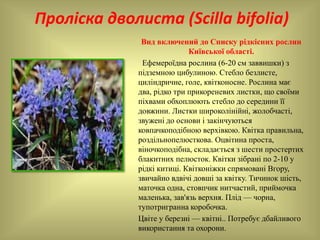 Проліска дволиста (Scilla bifolia)
Вид включений до Списку рідкісних рослин
Київської області.
Ефемероїдна рослина (6-20 см заввишки) з
підземною цибулиною. Стебло безлисте,
циліндричне, голе, квітконосне. Рослина має
два, рідко три прикореневих листки, що своїми
піхвами обхоплюють стебло до середини її
довжини. Листки широколінійні, жолобчасті,
звужені до основи і закінчуються
ковпачкоподібною верхівкою. Квітка правильна,
роздільнопелюсткова. Оцвітина проста,
віночкоподібна, складається з шести простертих
блакитних пелюсток. Квітки зібрані по 2-10 у
рідкі китиці. Квітконіжки спрямовані Вгору,
звичайно вдвічі довші за квітку. Тичинок шість,
маточка одна, стовпчик нитчастий, приймочка
маленька, зав'язь верхня. Плід — чорна,
тупотригранна коробочка.
Цвіте у березні — квітні.. Потребує дбайливого
використання та охорони.
 