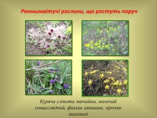 Ранньоквітучі рослини, що ростуть поруч
Куряча сліпота звичайна, молочай
сонцеглядний, фіалка запашна, зірочки
маленькі
 