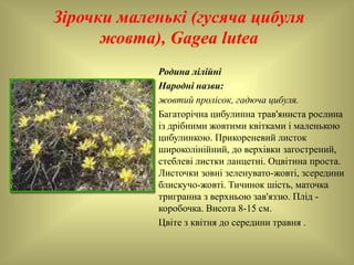 Зірочки маленькі (гусяча цибуля
жовта), Gagea lutea
Родина лілійні
Народні назви:
жовтий пролісок, гадюча цибуля.
Багаторічна цибулинна трав'яниста рослина
із дрібними жовтими квітками і маленькою
цибулинкою. Прикореневий листок
широколінійний, до верхівки загострений,
стеблеві листки ланцетні. Оцвітина проста.
Листочки зовні зеленувато-жовті, зсередини
блискучо-жовті. Тичинок шість, маточка
тригранна з верхньою зав'яззю. Плід -
коробочка. Висота 8-15 см.
Цвіте з квітня до середини травня .
 
