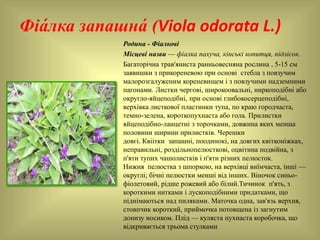 Фіа́ лка запашна́ (Viola odorata L.)
Родина - Фіалкові
Місцеві назви — фіалка пахуча, кінські копитця, підлісок.
Багаторічна трав'яниста ранньовесняна рослина , 5-15 см
заввишки з прикореневою при основі стебла з повзучим
малорозгалуженим кореневищем і з повзучими надземними
пагонами. Листки чергові, широкоовальні, ниркоподібні або
округло-яйцеподібні, при основі глибокосерцеподібні,
верхівка листкової пластинки тупа, по краю городчаста,
темно-зелена, короткопухнаста або гола. Прилистки
яйцеподібно-ланцетні з торочками, довжина яких менша
половини ширини прилистків. Черешки
довгі. Квіітки запашні, поодинокі, на довгих квітконіжках,
неправильні, роздільнопелюсткові, оцвітина подвійна, з
п'яти тупих чашолистків і п'яти різних пелюсток.
Нижня пелюстка з шпоркою, на верхівці виїмчаста, інші —
округлі; бічні пелюстки менші від інших. Віночок синьо-
фіолетовий, рідше рожевий або білий.Тичинок п'ять, з
короткими нитками і лускоподібними придатками, що
піднімаються над пиляками. Маточка одна, зав'язь верхня,
стовпчик короткий, приймочка потовщена із загнутим
донизу носиком. Плід — куляста пухнаста коробочка, що
відкривається трьома стулками
 