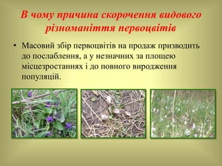 В чому причина скорочення видового
різноманіття первоцвітів
• Масовий збір первоцвітів на продаж призводить
до послаблення, а у незначних за площею
місцезростаннях і до повного виродження
популяцій.
 