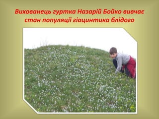 Вихованець гуртка Назарій Бойко вивчає
стан популяції гіацинтика блідого
 