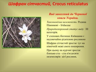 Шафран сітчастий, Crocus reticulatus
Вид занесений до Червоної
книги України.
Таксономічна належність: Родина
Півникові – Iridaceae
Природоохоронний статус виду: ІІІ
категорія.
У степових біотипах Київщини є
надзвичайно рідкісною рослиною
Шафран сітчастий зростає тут на
північній межі свого поширення.
При цьому на кургані зростає
близько ста – ста п'ятдесяти
екземплярів цієї рослини.
 