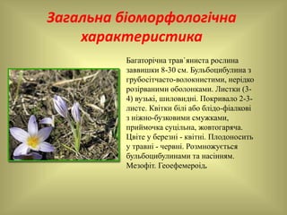 Загальна біоморфологічна
характеристика
Багаторічна трав`яниста рослина
заввишки 8-30 см. Бульбоцибулина з
грубосітчасто-волокнистими, нерідко
розірваними оболонками. Листки (3-
4) вузькі, шиловидні. Покривало 2-3-
листе. Квітки білі або блідо-фіалкові
з ніжно-бузковими смужками,
приймочка суцільна, жовтогаряча.
Цвіте у березні - квітні. Плодоносить
у травні - червні. Розмножується
бульбоцибулинами та насінням.
Мезофіт. Геоефемероід.
 