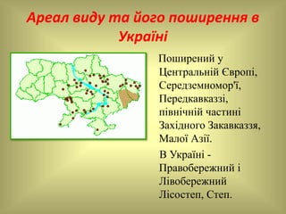 Ареал виду та його поширення в
Україні
Поширений у
Центральній Європі,
Середземномор'ї,
Передкавказзі,
північній частині
Західного Закавказзя,
Малої Азії.
В Україні -
Правобережний і
Лівобережний
Лісостеп, Степ.
 