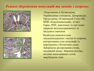Режим збереження популяцій та заходи з охорони:
Охороняють в Луганському,
Українському степовому, Дніпровсько-
Орільському, «Єланецький Степ» ПЗ,
НПП «Гомольшанський», «Святі
Гори», РЛП, заказниках та пам’ятках
природи загальнодержавного та
місцевого значення.
Необхідно виявляти нові
місцезнаходження з метою їх охорони,
контролювати стан популяцій та
вирощувати у ботанічних садах.
Заборонено розорювання степів,
надмірний випас, збирання рослин,
весняне випалювання степів,
вирубування лісів
 