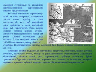 лісовими суглинками та складними
широколистяними деревостанами
високої продуктивності.
В складі еталонного деревостану,
який за своє природне походження
дістав назву пралісу - клен
гостролистий, в'яз, граб звичайний,
липа дрібнолиста, ясен звичайний,
явір, дуб черешчатий. Його основу
складає ділянка цінного дубово-
липового насадження віком понад 218
років. Окремі екземпляри дуба
сягають 35-ти метрової висоти при
100-110-тисантиметровому діаметрі
стовбура. В розрідженому підліску основний фон формує ліщина звичайна висотою
до 15 м.
Трав'яний покрив виділяється пануванням зеленчука, копитняка, фіалки собачої,
веснівки, волосистої осоки, яглиці та ранньовесняними ефемероїдами (підсніжник
білосніжний, зірочки жовті, ряст порожнистий, зубниця залозиста). Зрідка
трапляється бруслина європейська, вороняче око, щитник та безщитник, медунка,
горлянка, зірочник, зубниці, маренка, купини (багатоквіткова й широколиста).
 
