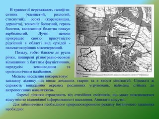 В травостої переважають галофіти:
ситник (членистий, розлогий,
стиснутий), осока (кореневищна,
дерниста), тонконіг болотний, герань
болотна, калюжниця болотна плакун
верболистий. Лучні ценози
прикрашає своєю присутністю
рідкісний в області вид орхідей -
пальчатокорінник м'ясочервоний.
Позаду, тобто ближче до русла
річки, поширені різнотравно-осокові
вільшаники з багатим фауністичним,
передусім земноводним та
орнітологічним надбанням.
Місцеве населення використовує
заплавну ділянку під випас домашніх тварин та в якості сіножатей. Сіножаті ж
сприяють випаданню окремих рослинних угруповань, найменш стійких до
антропогенних навантажень.
Окремі ділянки страждають від стихійних смітників, що може пояснюватися
відсутністю відповідної інформованості населення. Аншлаги відсутні.
Для забезпечення необхідного природоохоронного режиму ботанічного заказника
необхідно:
 