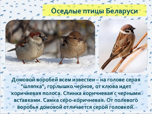 Оседлые птицы. Интересные факты о оседлых птицах. Оседлый или осёдлый как правильно.