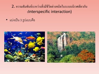 2. ความสัมพันธ์ระหว่างสิ่งมีชีวิตต่างชนิดในระบบนิเวศเดียวกัน
(Interspecific interaction)
• แบ่งเป็น 3 รูปแบบคือ
 