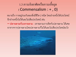 1.3 ภาวะอิงอาศัยหรือภาวะเกื้อกูล
( Commensalism : + , 0)
หมายถึง การอยู่ร่วมกันของสิ่งมีชีวิต 2 ชนิด โดยฝ่ายหนึ่งได้ประโยชน์
อีกฝ่ายหนึ่งไม่ได้และไม่เสียประโยชน์ เช่น
– ปลาฉลามกับเหาฉลาม : เหาฉลามเกาะติดกับปลาฉลาม ได้เศษ
อาหารจากปลาฉลามโดยปลาฉลามก็ไม่ได้และไม่เสียประโยชน์อะไร
 