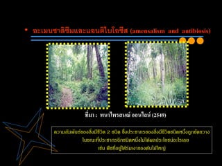 • อะเมนซาลิซึมและแอนติไบโอซีส (amensalism and antibiosis)
ที่มา : พนาไพรสนณ์ ออนไลน์ (2549)
ความสัมพันธ์ของสิ่งมีชีวิต 2 ชนิด ซึ่งประชากรของสิ่งมีชีวิตชนิดหนึ่งถูกขัดขวาง
ในขณะที่ประชากรอีกชนิดหนึ่งไม่ได้ผลประโยชน์อะไรเลย
เช่น พืชที่อยู่ใต้ร่มเงาของต้นไม้ใหญ่
 