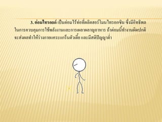 3. ต่อมไทรอยด์ เป็นต่อมไร้ท่อที่ผลิตฮอร์โมนไทรอกซิน ซึ่งมีอิทธิพล
ในการควบคุมการใช้พลังงานและการเผลาผลาญอาหาร ถ้าต่อมนี้ทางานผิดปกติ
จะส่งผลทาให้ร่างกายแคระแกร็นตัวเตี้ย และมีสติปัญญาต่า
 