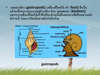 • หอยฝาเดียว (gastropods) เคลื่อนที่โดยใช้ เท้า (foot) ซึ่งเป็น
กล้ามเนื้อหนาและแบนอยู่ด้านท้อง ส่วน หอยสองฝา (bivalves)
นอกจากเคลื่อนที่โดยใช้เท้าซึ่งเป็นกล้ามเนื้อยื่นออกมาเพื่อคืบคลานแล้ว
ยังว่ายน้า โดยการปิดเปิดฝาสลับกันอีกด้วย
gastropods
 