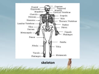 skeleton
 
