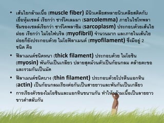 • เส้นใยกล้ามเนื้อ (muscle fiber) มีนิวเคลียสหลายนิวเคลียสติดกับ
เยื่อหุ้มเซลล์ เรียกว่า ซาร์โคเลมมา (sarcolemma) ภายในไซโทพลา
ซึมของเซลล์เรียกว่า ซาร์โคพลาซึม (sarcoplasm) ประกอบด้วยเส้นใย
ฝอย เรียกว่า ไมโอไฟบริล (myofibril) จานวนมาก และภายในเส้นใย
ฝอยก็ยังประกอบด้วย ไมโอฟิลาเมนต์ (myofilament) ซึ่งมีอยู่ 2
ชนิด คือ
• ฟิลาเมนต์ชนิดหนา (thick filament) ประกอบด้วย ไมโอซิน
(myosin) พันกันเป็นเกลียว ปลายสุดม้วนตัวเป็นก้อนกลม คล้ายตะขอ
และรวมกันเป็นมัด
• ฟิลาเมนต์ชนิดบาง (thin filament) ประกอบด้วยโปรตีนแอกทิน
(actin) เป็นก้อนกลมเรียงต่อกันเป็นสายยาวและพันกันเป็นเกลียว
• การเรียงตัวของไมโอซินและแอกทินขนานกัน ทาให้กล้ามเนื้อเป็นลายยาว
ขาวดาสลับกัน
 