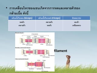 • การเคลื่อนไหวของแขนเกิดจากการหดและคลายตัวของ
กล้ามเนื้อ ดังนี้
กล้ามเนื้อไบเซพ (biceps) กล้ามเนื้อไตรเซฟ (triceps) ลักษณะแขน
หดตัว
คลายตัว
คลายตัว
หดตัว
งอเข้า
เหยียดตรง
filament
 