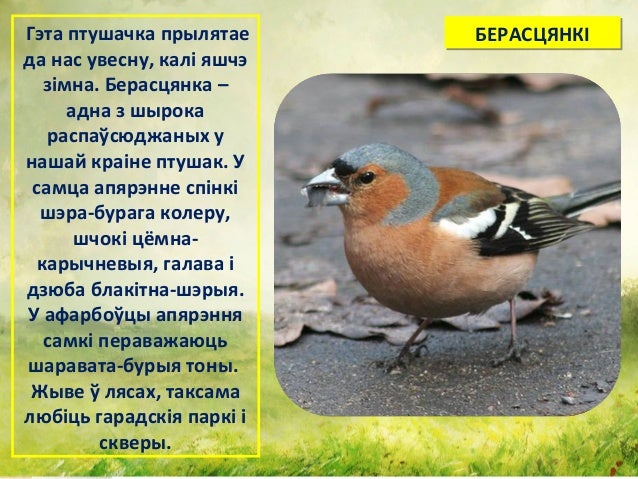 Птичка хавали и наваи