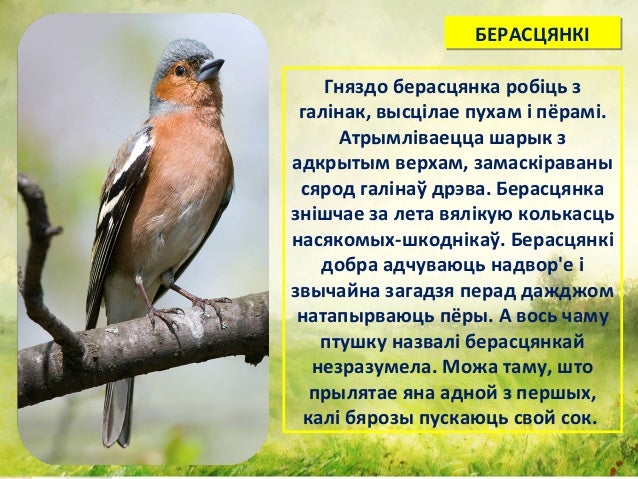 Птичка хавали и наваи