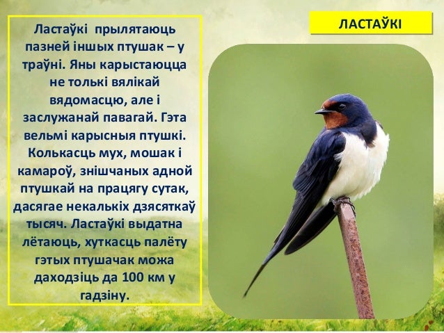 Птичка хавали и наваи