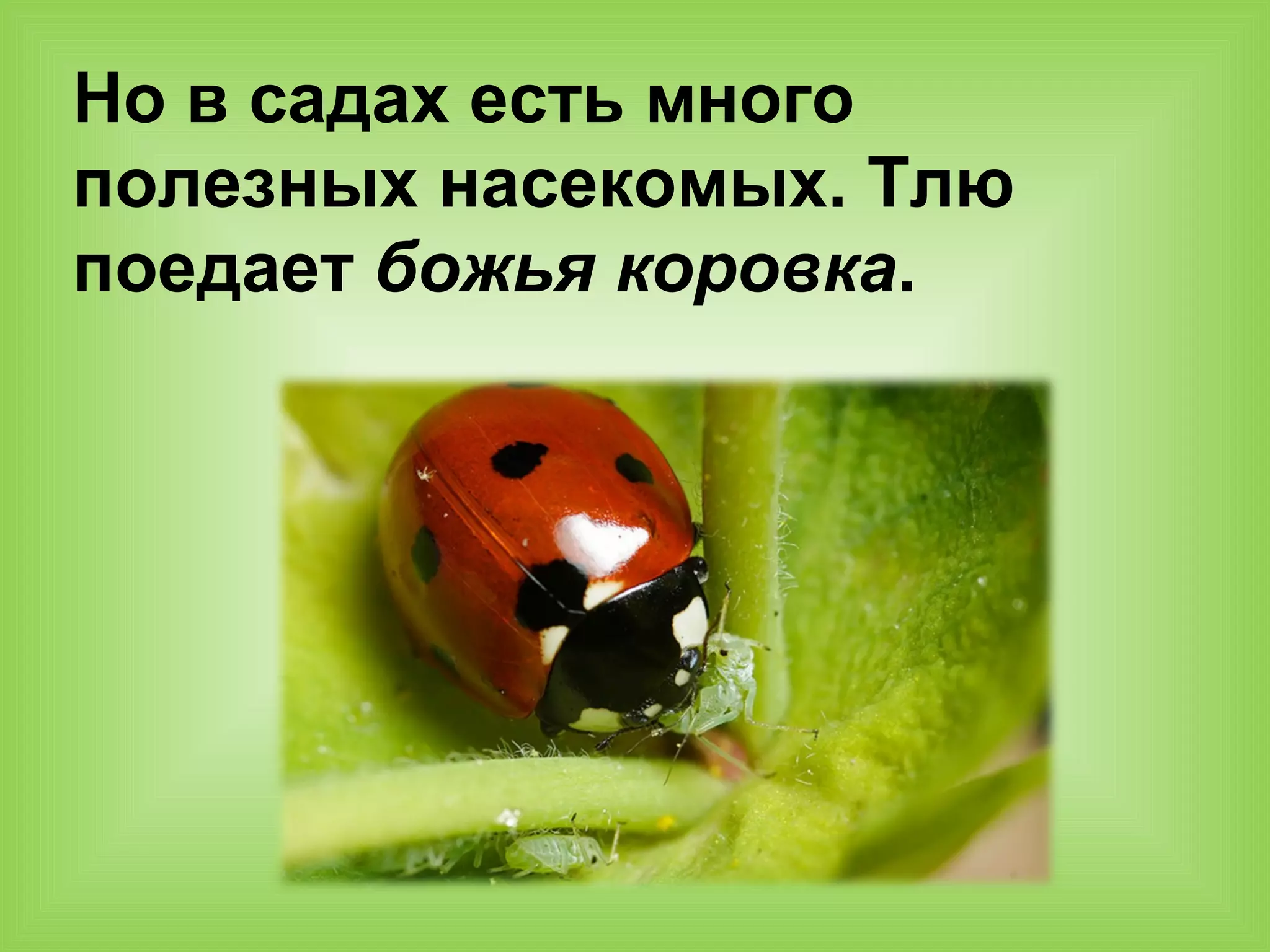 Но в садах есть много
полезных насекомых. Тлю
поедает божья коровка.
 