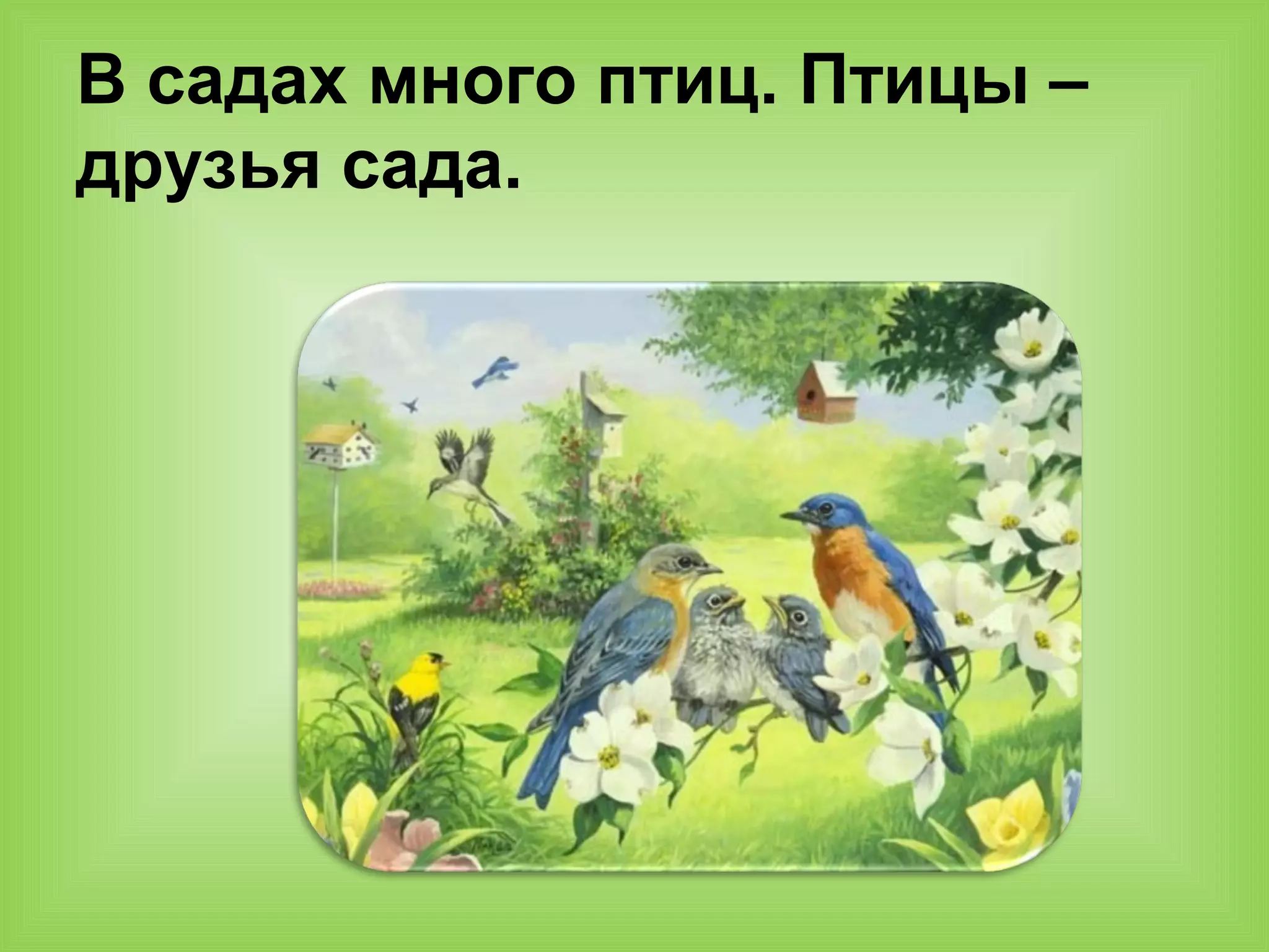 В садах много птиц. Птицы –
друзья сада.
 