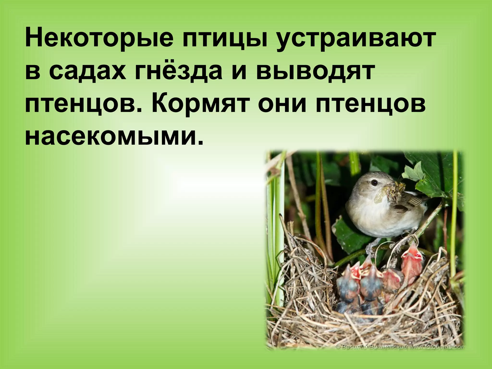 Некоторые птицы устраивают
в садах гнёзда и выводят
птенцов. Кормят они птенцов
насекомыми.
 