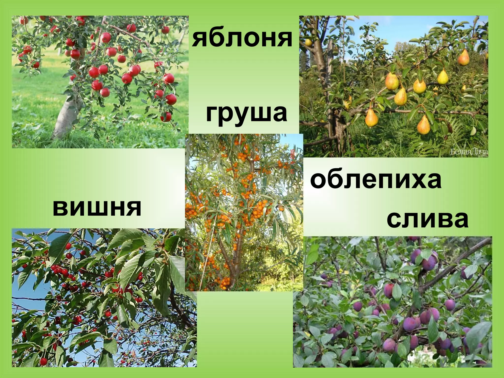 яблоня
груша
вишня
облепиха
слива
 