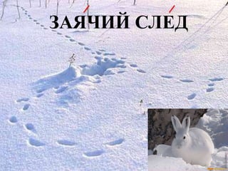 ЗАЯЧИЙ СЛЕД